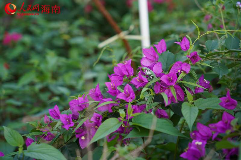 修復后的礦山種植的三角梅。 人民網記者 孟凡盛攝