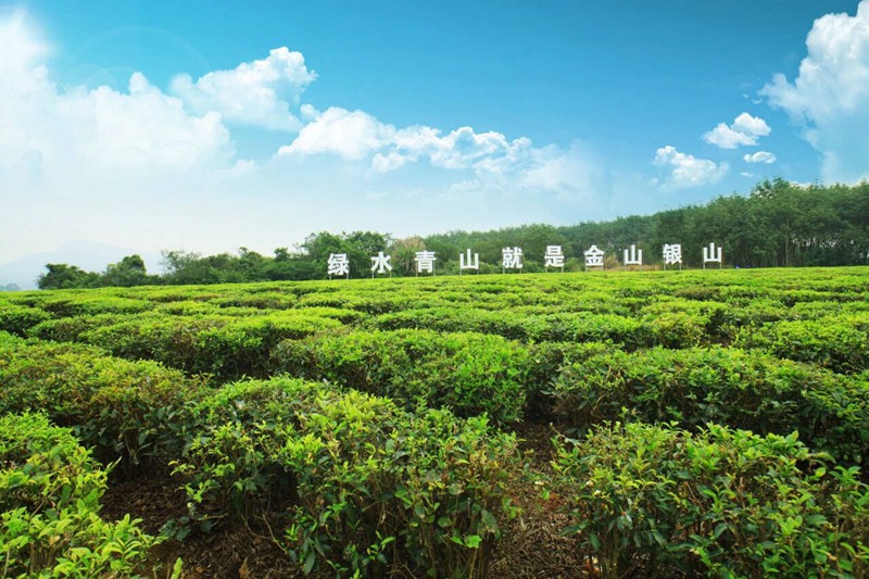 白沙生態(tài)茶園。白沙融媒體中心供圖