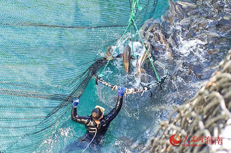 潛水員將魚趕入網(wǎng)中。人民網(wǎng)記者 牛良玉攝