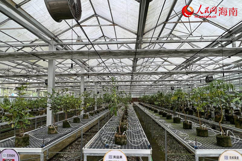 七仙嶺下這個熱帶水果博覽園 藏著鄉(xiāng)村增收密碼