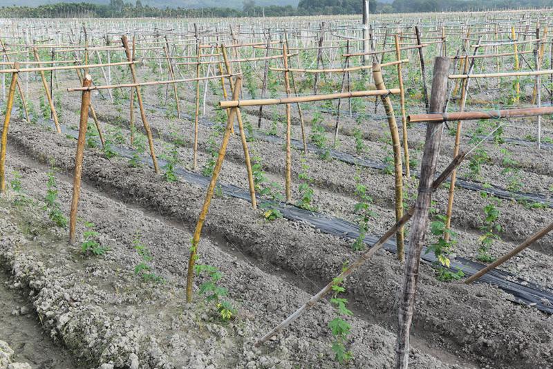 屯昌縣楓木鎮(zhèn)楓木苦瓜種植示范基地。林小丹攝