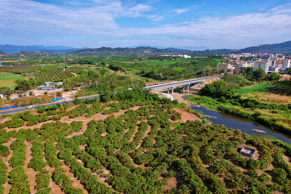 鳥瞰樂東黎族自治縣千家鎮(zhèn)的“海南省芒果上市日”示范基地。