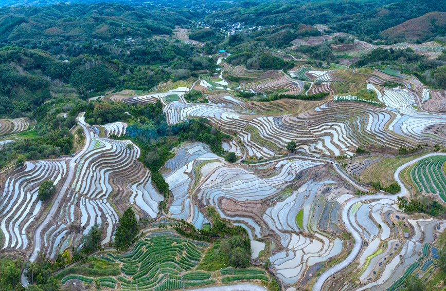 牙胡梯田的早稻種植已經全面展開。孟志軍攝
