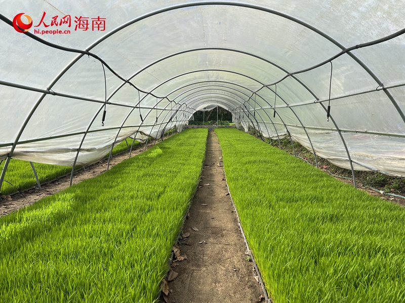 茁壯成長的秧苗。人民網記者 李學山攝