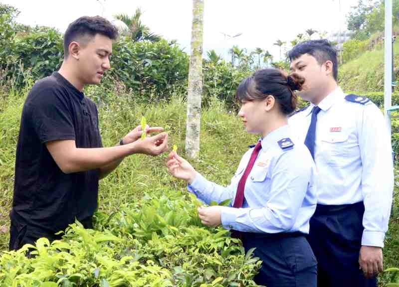 五指山稅務：便民春風四季拂，春茶飄香惹人醉
