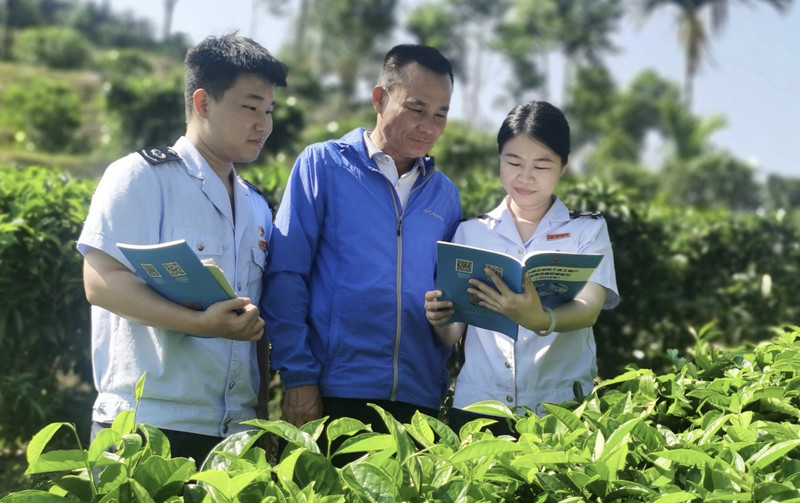 圖說：稅務干部深入茶園了解茶葉長勢和采摘情況，并為合作社送來稅費優惠政策和業務操作指引。王琳攝