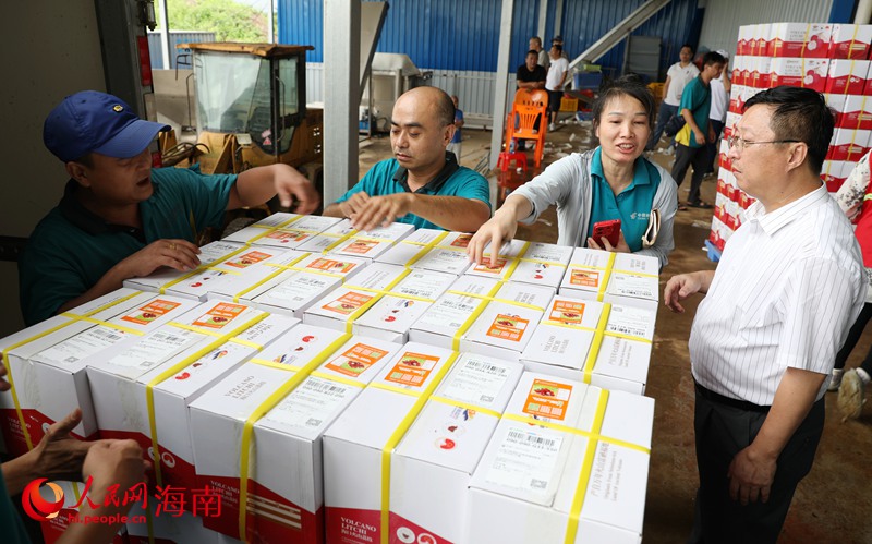 工作人員將新鮮的荔枝裝車。人民網(wǎng)記者 符武平攝