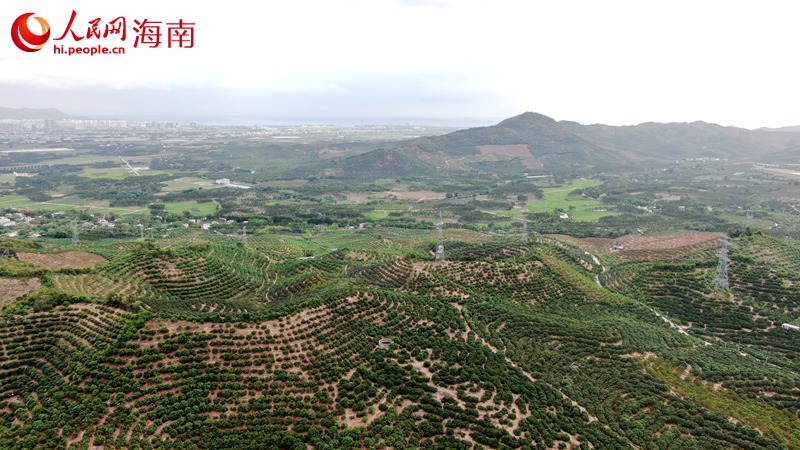 1.三亞被譽為“中國芒果之鄉(xiāng)”。人民網記者符武平攝