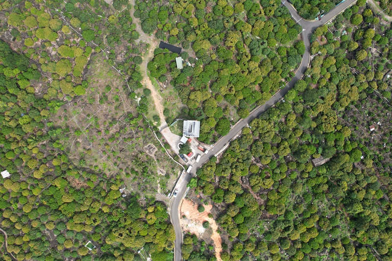 生長在火山巖上的荔枝花海。林春干攝