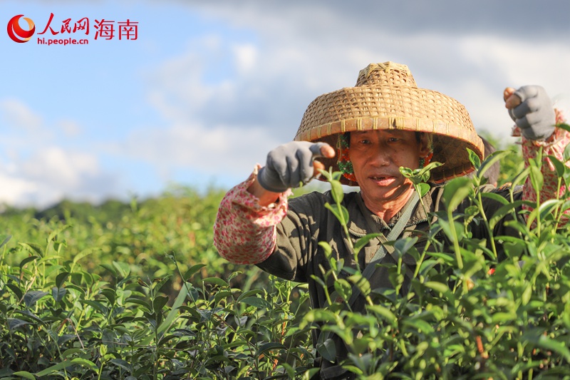 五指山茶農(nóng)在有機茶園采茶。人民網(wǎng)記者 牛良玉攝