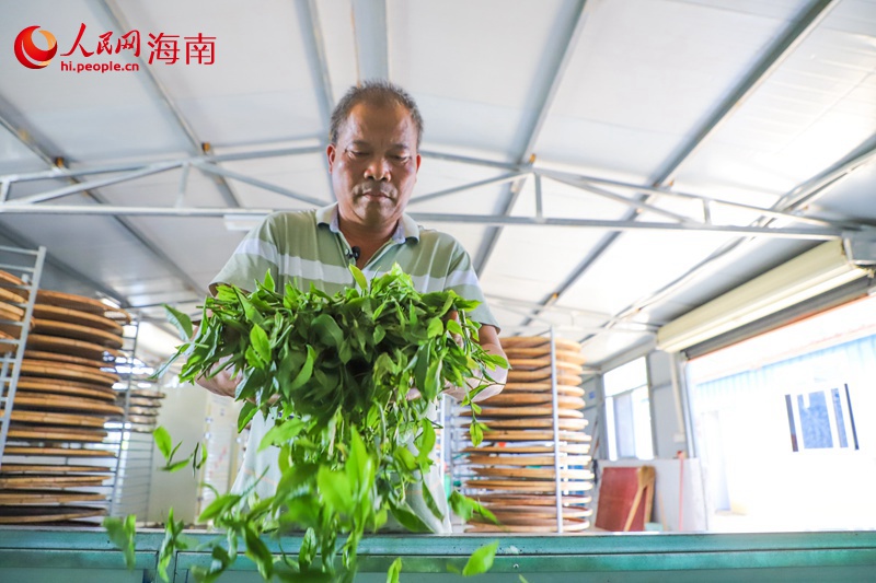 王文國在處理茶青。人民網(wǎng)記者 牛良玉攝