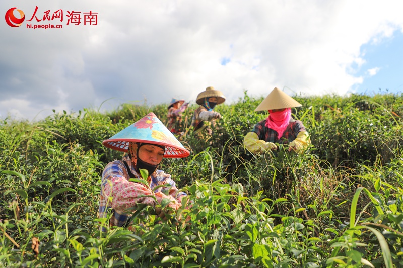 五指山茶農(nóng)在有機茶園采茶。人民網(wǎng)記者 牛良玉攝