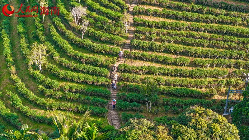 五指山水滿鄉(xiāng)的生態(tài)有機茶園。人民網(wǎng)記者 牛良玉攝