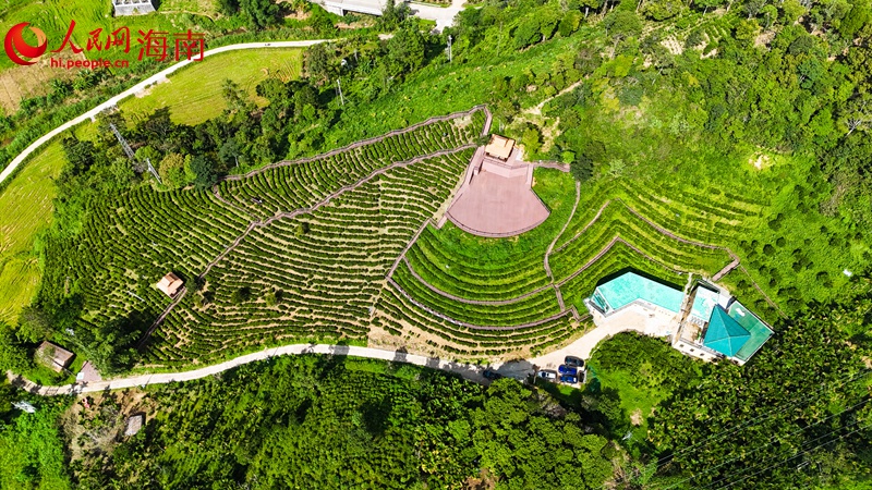 五指山水滿鄉(xiāng)鸚哥景紅觀光茶園的觀景平臺。人民網(wǎng)記者 牛良玉攝