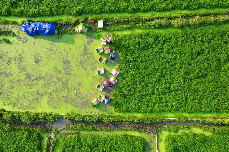 水芹豐收時節(jié)，農(nóng)戶在地理收芹菜。蔡天宏供圖