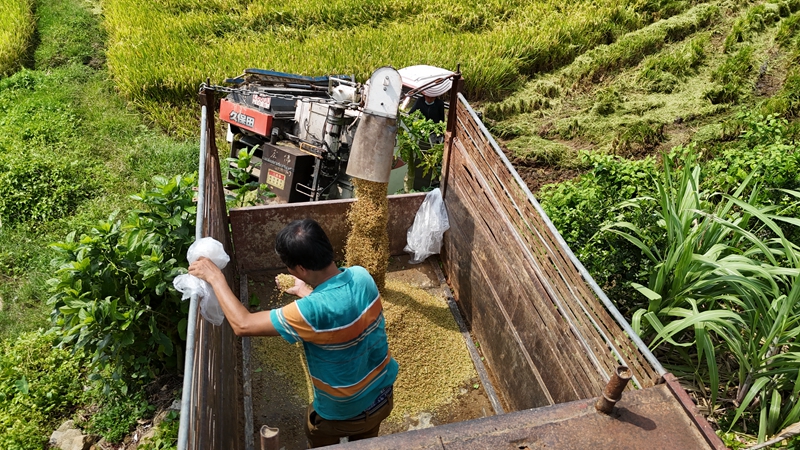 水稻水芹共作，讓撂荒地恢復(fù)生機(jī)。蔡天宏供圖