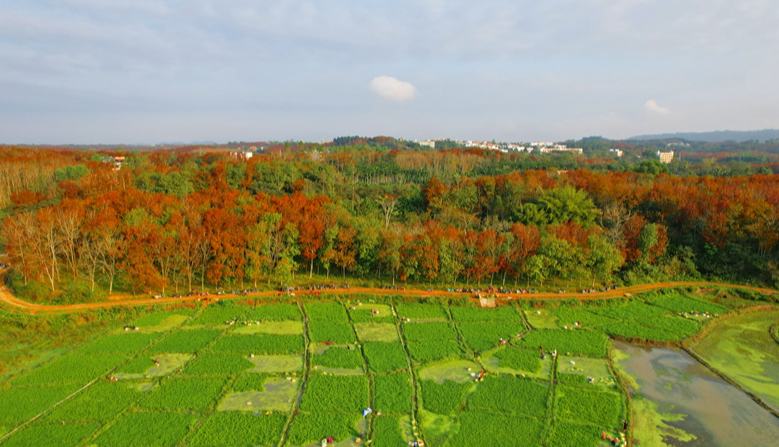 屯昌新興鎮：因地制宜謀發展 “一村一品”賦能鄉村振興