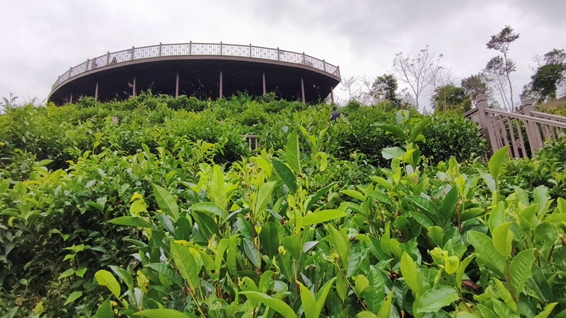 五指山水滿鄉(xiāng)茶園。符澤民攝