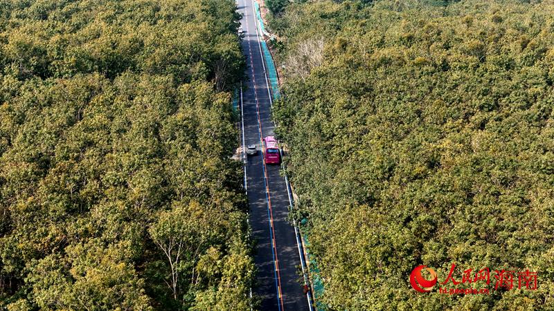 海南環(huán)熱帶雨林國家公園旅游公路。人民網(wǎng)記者 符武平攝