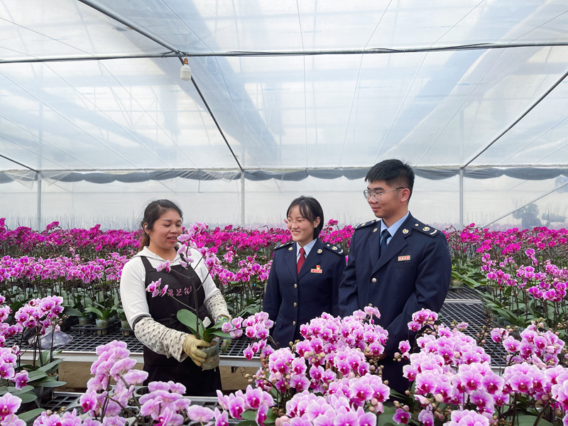圖說：稅務干部走訪花卉種植企業，了解生產經營情況，問計問需，助力年宵花卉紅火上市。攝影：陳晨
