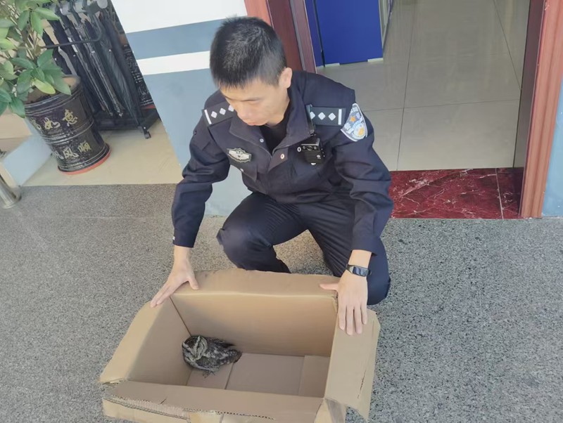 被救助的“暗夜精靈”。清瀾海岸派出所供圖