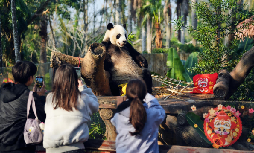游客在動物園里拍憨態(tài)可掬的熊貓。海口旅文局供圖