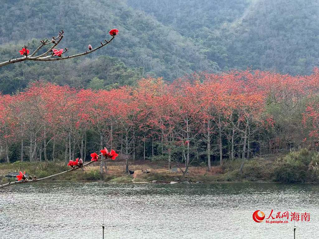 木棉花與青山、江水相得益彰，構成一幅生機盎然的秀麗畫卷。人民網 吳占桂攝