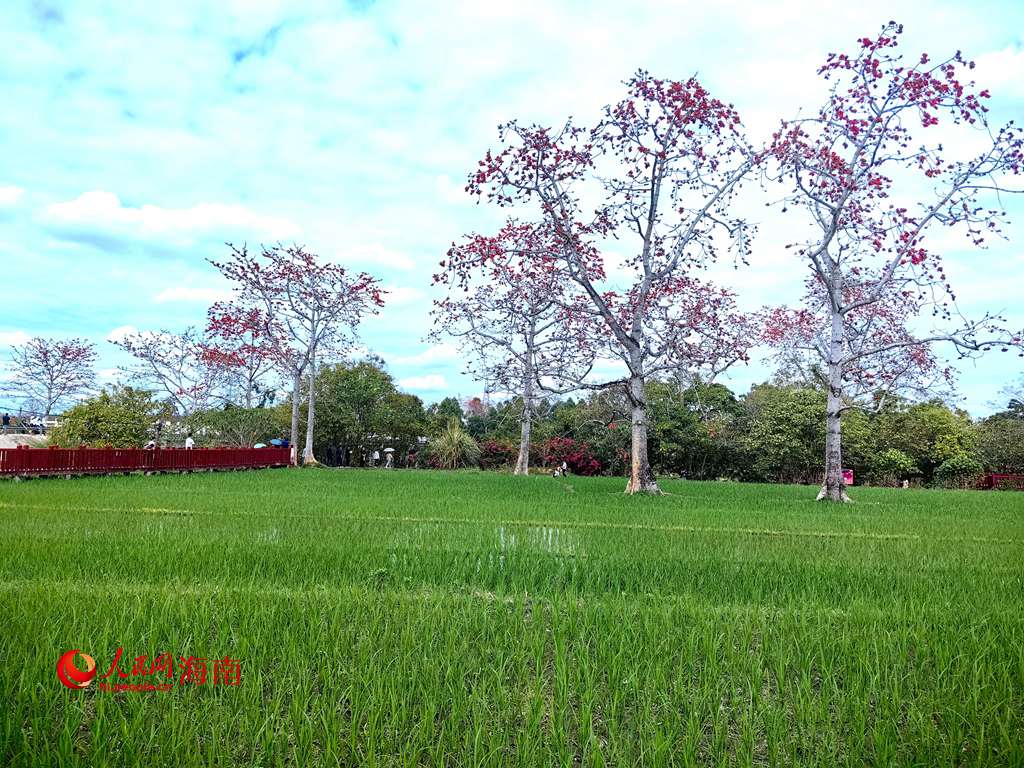 翠綠的稻田與火紅的木棉相得益彰。人民網(wǎng) 吳占桂攝