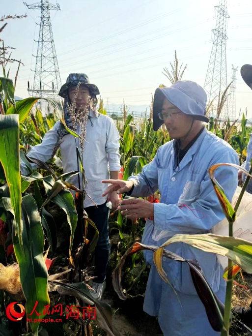 河南大學(xué)朱艷彬博士（右）在三亞查看玉米種苗。人民網(wǎng)記者 毛雷攝