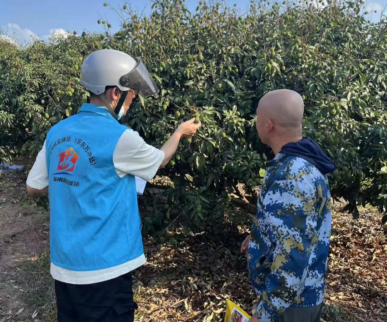 就業(yè)驛站工作人員前期實(shí)地走訪荔枝種植基地收集用工信息。佳音攝