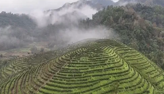 海南五指山：生態(tài)稟賦轉(zhuǎn)化產(chǎn)業(yè)優(yōu)勢 青春創(chuàng)業(yè)逐夢綠水青山