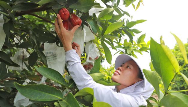 木棠鎮(zhèn)陳宅村國民蓮霧基地開園采摘