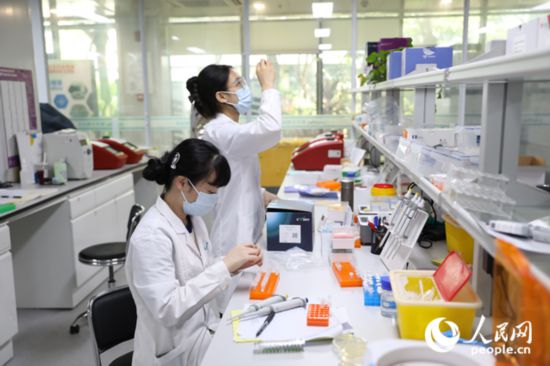 　在三亞崖州灣科技城，隆平生物技術海南有限公司年輕的科研人員專注于實驗工作。人民網記者 孟凡盛攝